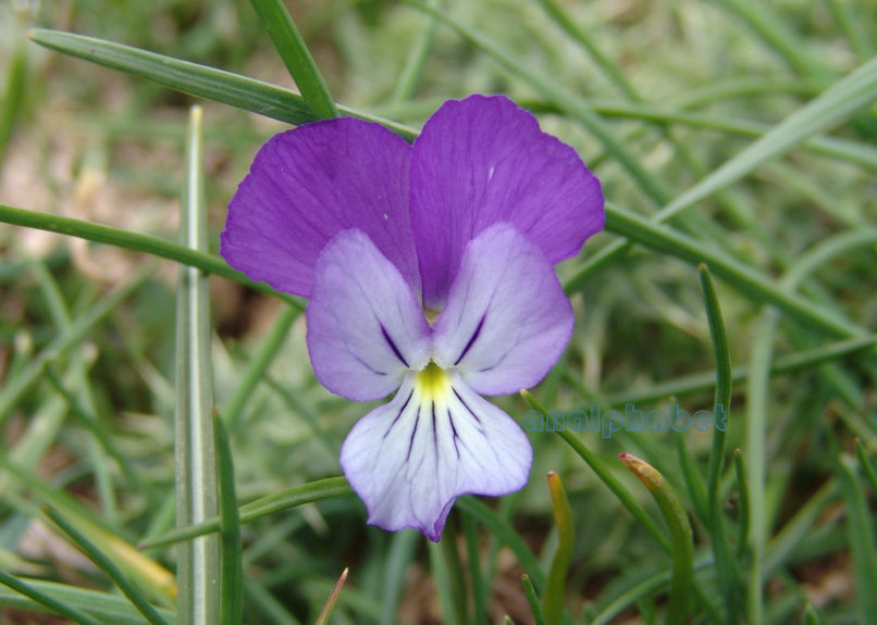 Viola euboea (Hal.), DIRFYS-XEROVOUNI-1