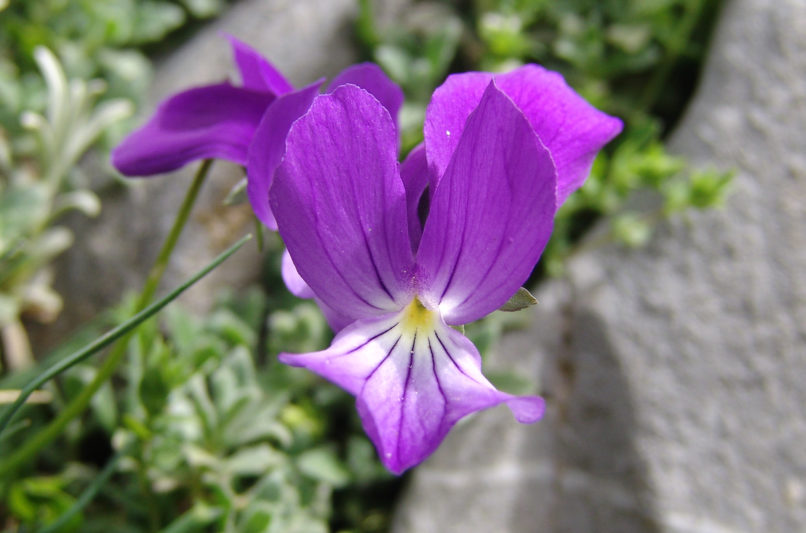 Viola euboea (Hal.), DIRFYS-XEROVOUNI-3