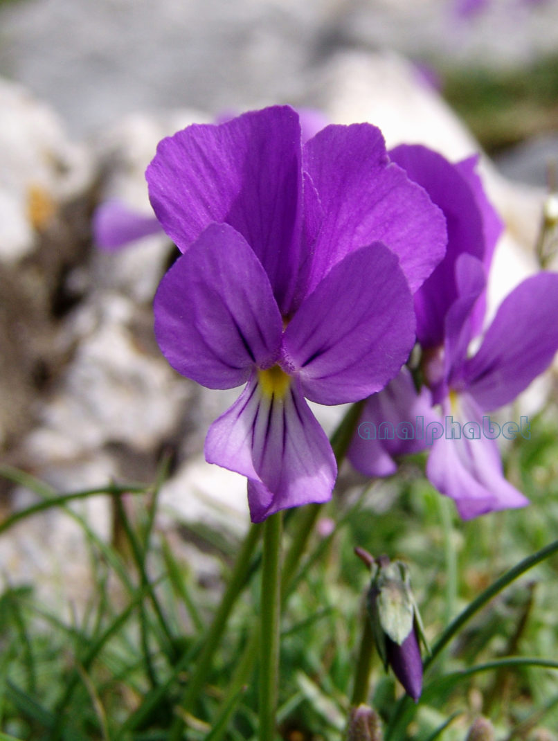Viola euboea (Hal.), DIRFYS-XEROVOUNI-4