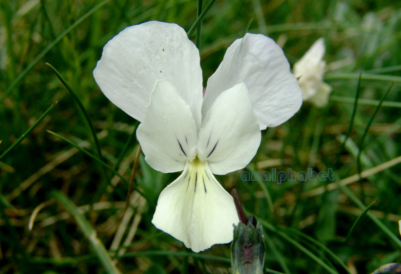 Viola euboea (Hal.), DIRFYS-XEROVOUNI-5