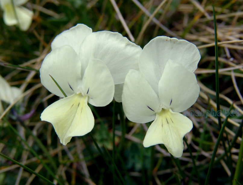 Viola euboea (Hal.), DIRFYS-XEROVOUNI-6