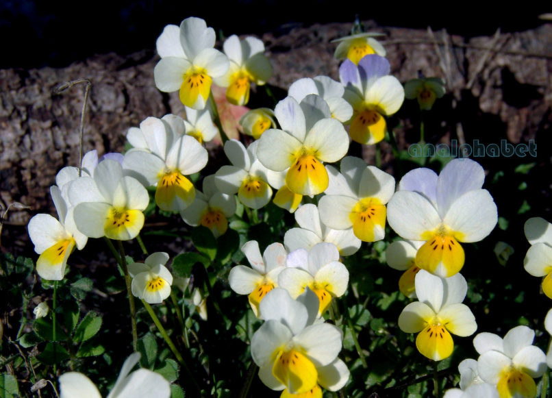 Viola hymettia (Boiss. & Held.), PARNITHA-2