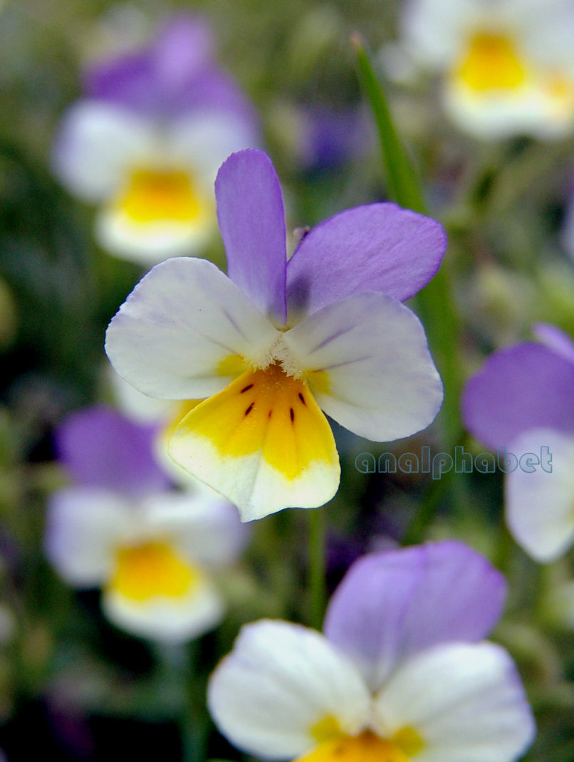 Viola hymettia (Boiss. & Held.), PARNITHA-3