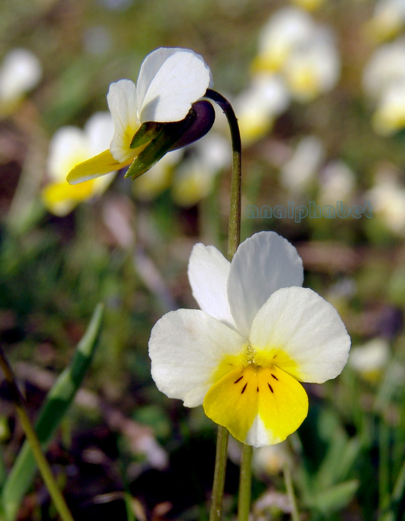 Viola hymettia (Boiss. & Held.), PARNITHA-4