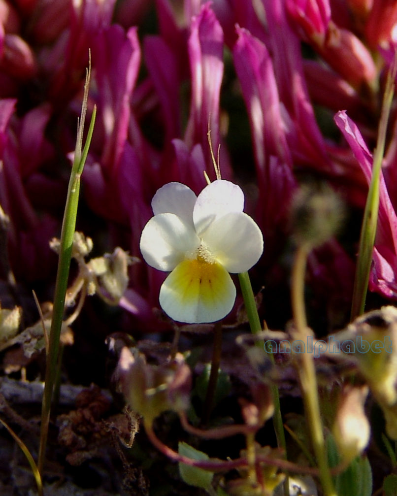 Viola hymettia (Boiss. & Held.), PARNITHA-5