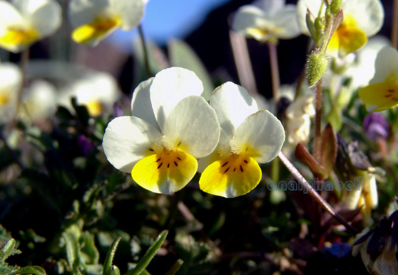 Viola hymettia (Boiss. & Held.), PARNITHA-7