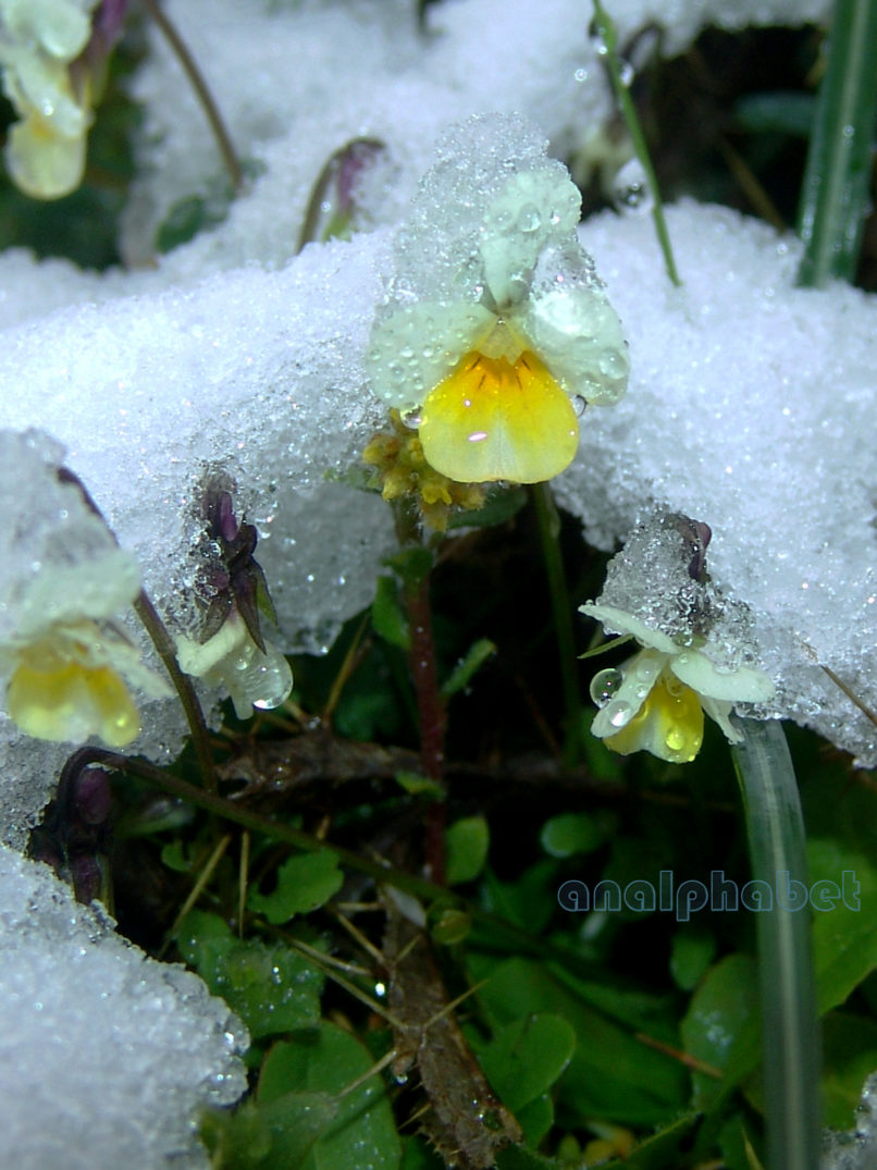 Viola hymettia (Boiss. & Held.), PARNITHA-8