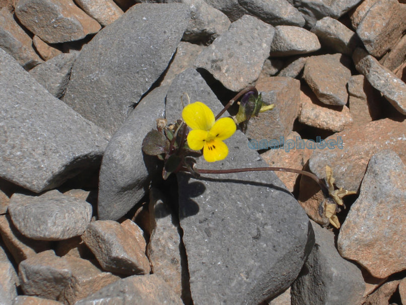 Viola mercurii (Orph. ex Xal.), MIKRI ZIRIA-1