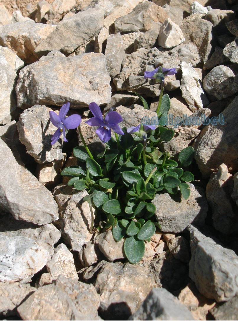 Viola poetica (Boiss. & Sprun.), GIONA-2