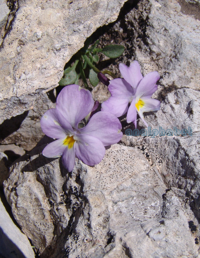 Viola striis-notata (J. Wag.), OLYMPOS-2