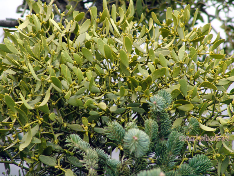 Viscum album (L.), PARNITHA-1