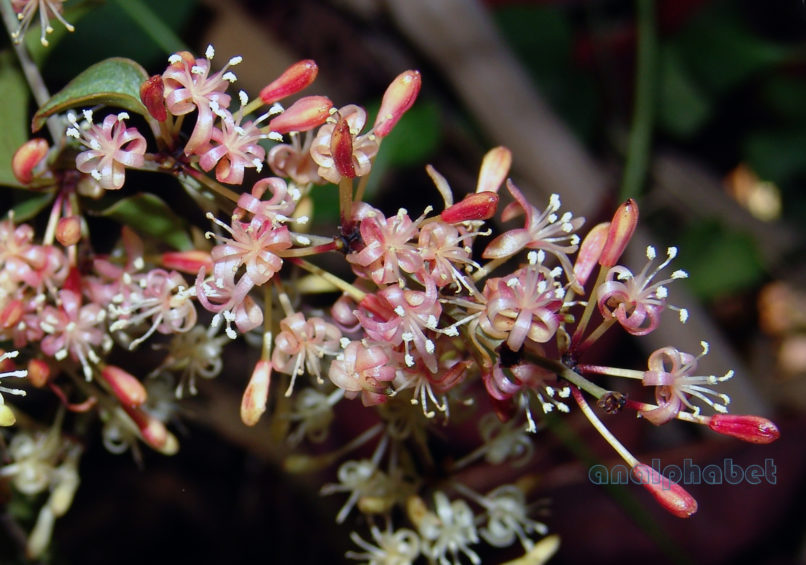 Smilax aspera (L.), PARNITHA-3