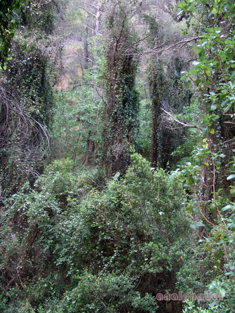 Smilax aspera (L.), PARNITHA-1