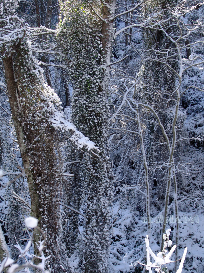 Smilax aspera (L.), PARNITHA-2