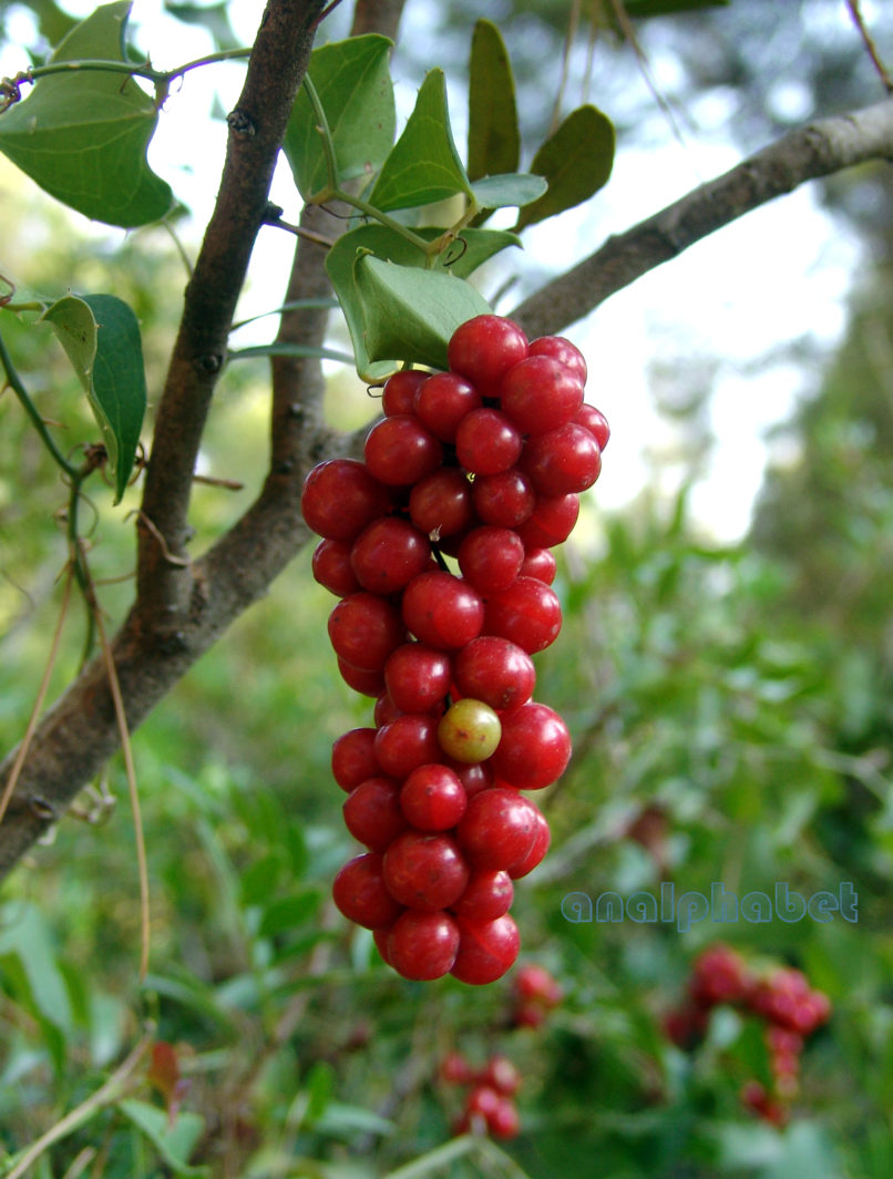 Smilax aspera (L.), PARNITHA-4