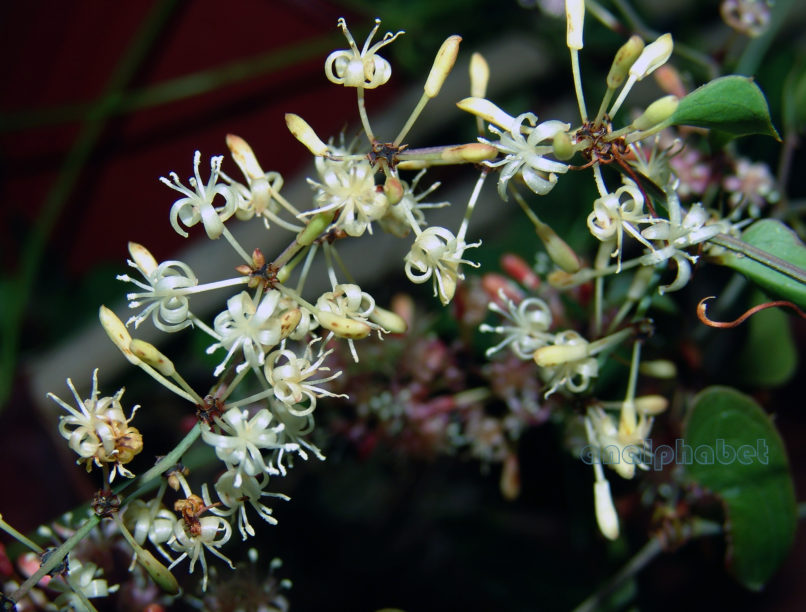 Smilax aspera (L.), PARNITHA-5