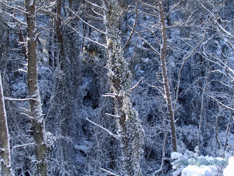 Smilax aspera (L.), PARNITHA-6