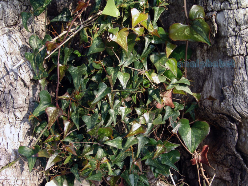 Smilax aspera (L.), ZAKYNTHOS-SARAKINADO-1