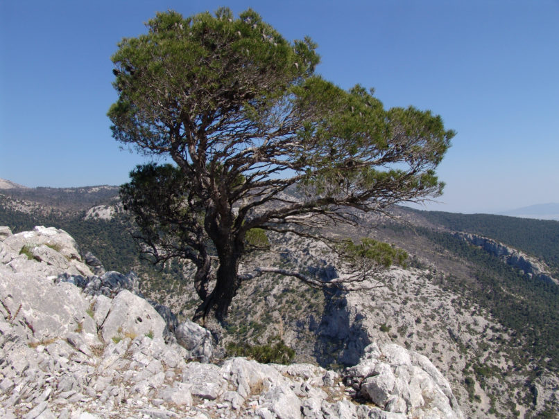 Pinus halepensis (Mill.) PARNITHA-1