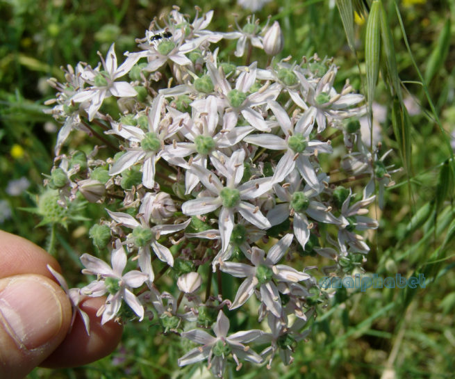 Allium nigrum (L.), ZAKYNTHOS-2