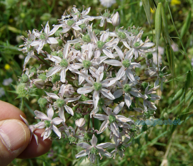 Allium nigrum (L.), ZAKYNTHOS-2