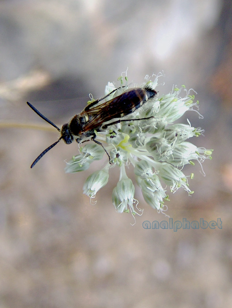 Allium 1 [?], PARNITHA-1