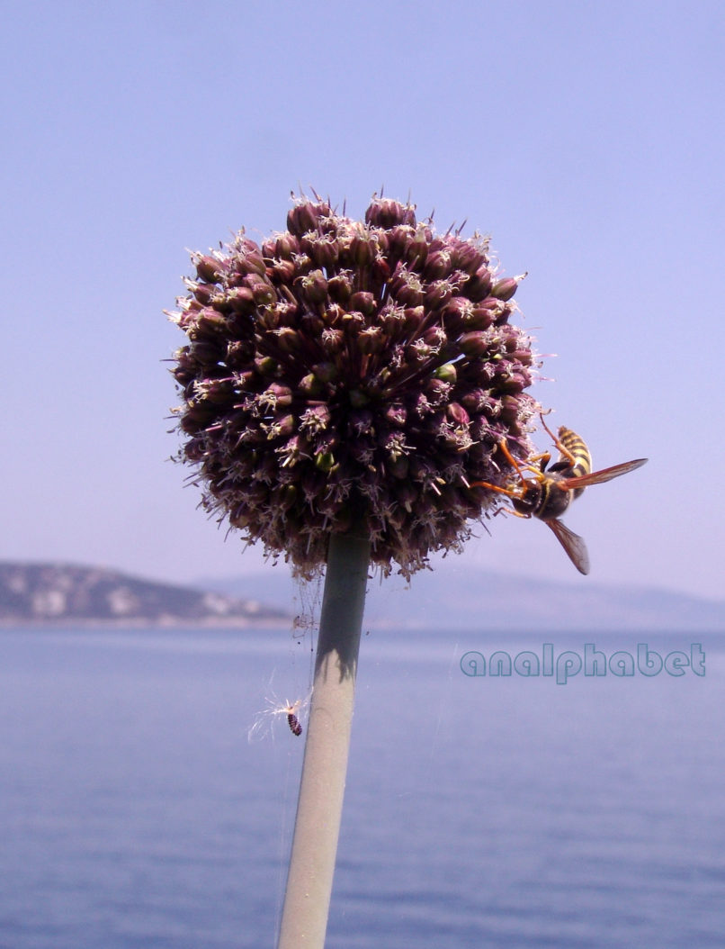 Allium amethystinum (Tausch), ATTIKA-KYNOSOURA-1