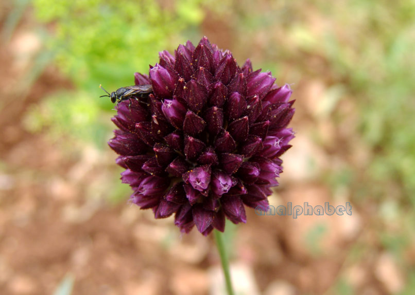 Allium amethystinum (Tausch), PARNITHA-1