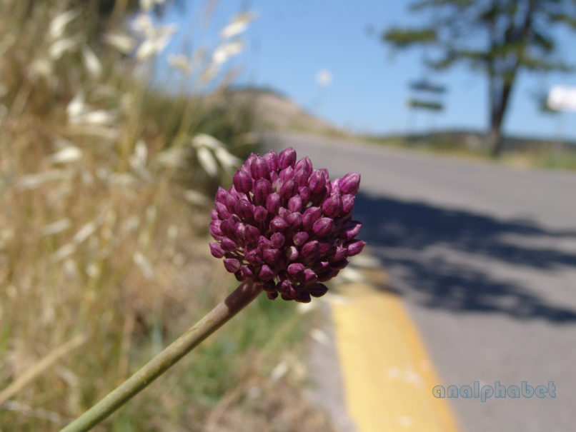 Allium amethystinum (Tausch), PARNITHA-2