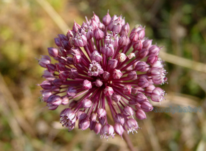 Allium amethystinum (Tausch), PARNITHA-3