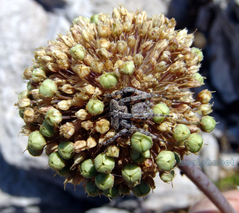 Allium ampeloprasum (L.), ATTIKA-KYNOSOURA-1