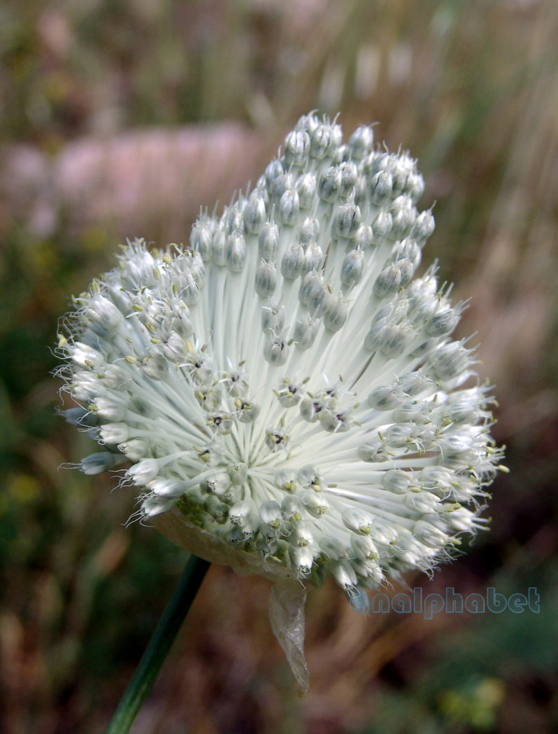Allium ampeloprasum (L.), CHELIDONA-1