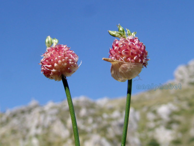 Allium ampeloprasum (L.), GIONA-1
