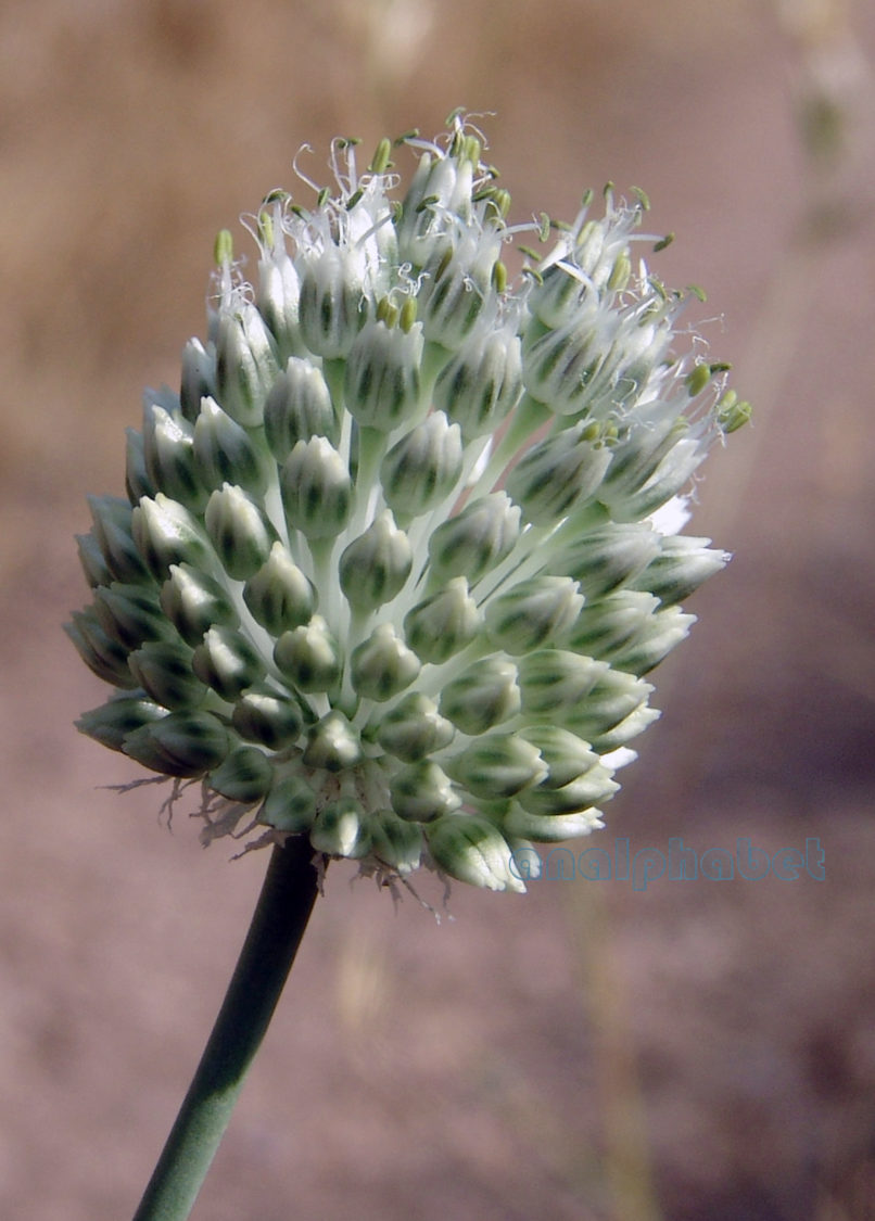 Allium ampeloprasum (L.), PARNITHA-1