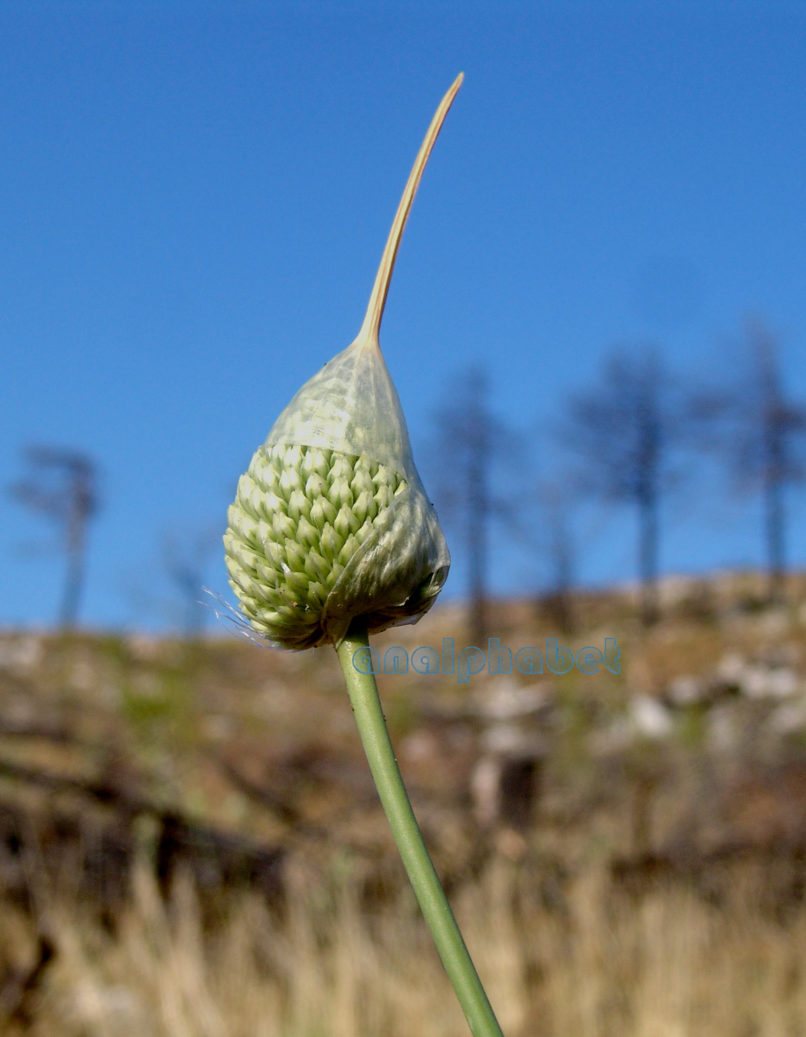 Allium ampeloprasum (L.), PARNITHA-2