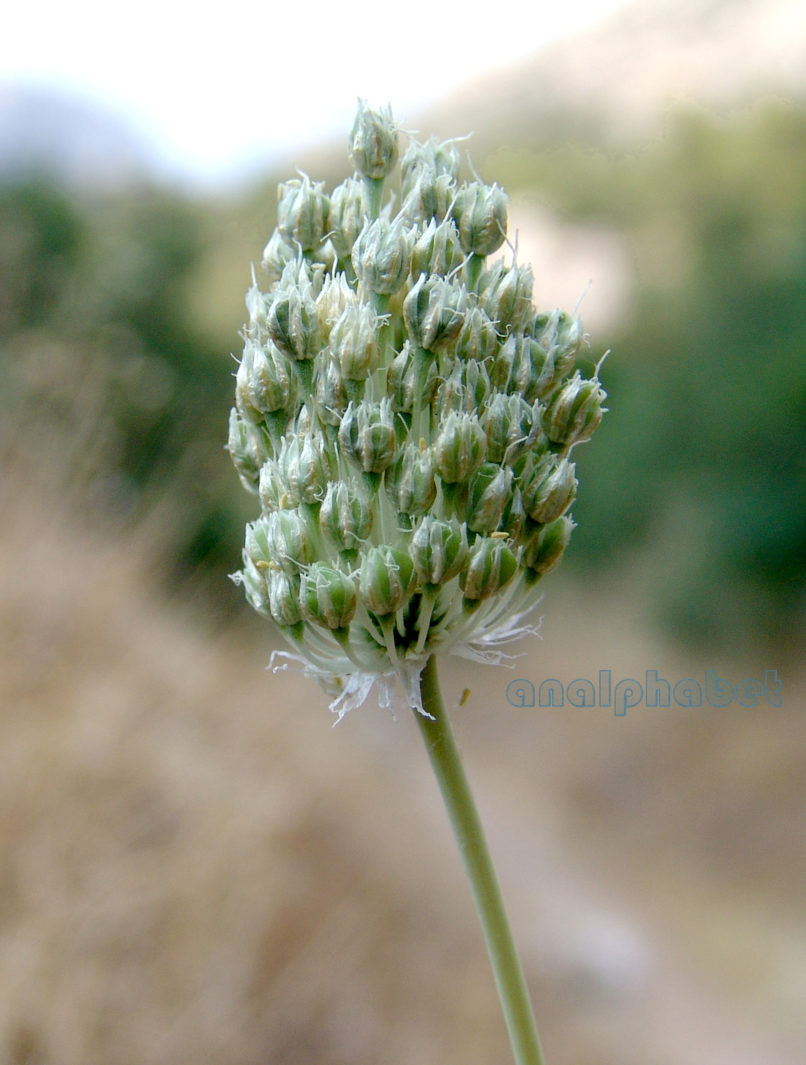 Allium ampeloprasum (L.), PARNITHA-3