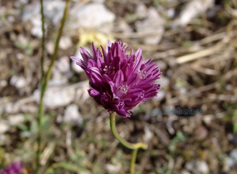 Allium heldreichii (Boiss.), OLYMPOS-1
