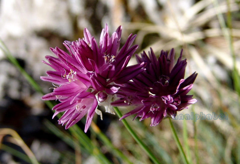 Allium heldreichii (Boiss.), OLYMPOS-2