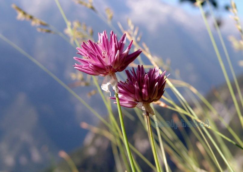 Allium heldreichii (Boiss.), OLYMPOS-3