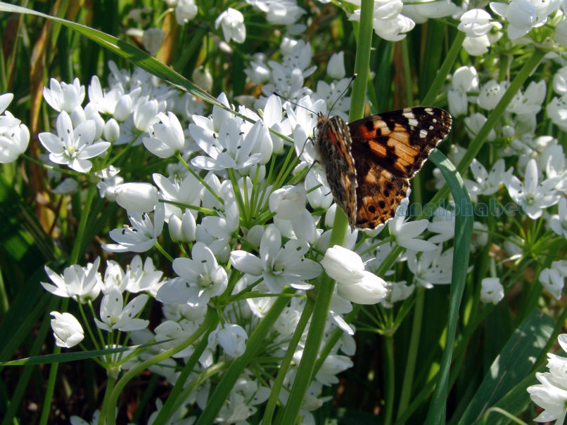 Allium neapolitanum (Cyr.), ATTIKA-ATHENS-1