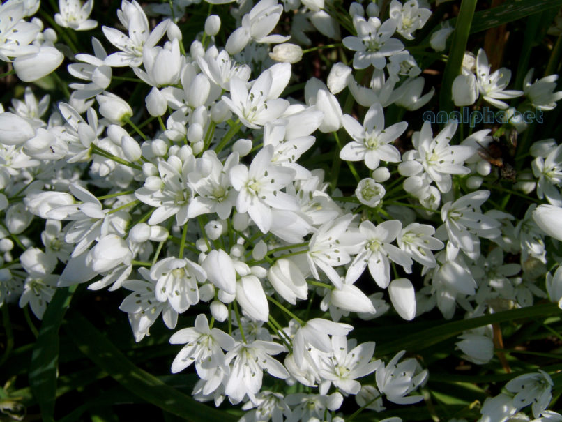 Allium neapolitanum (Cyr.), ATTIKA-ATHENS-2