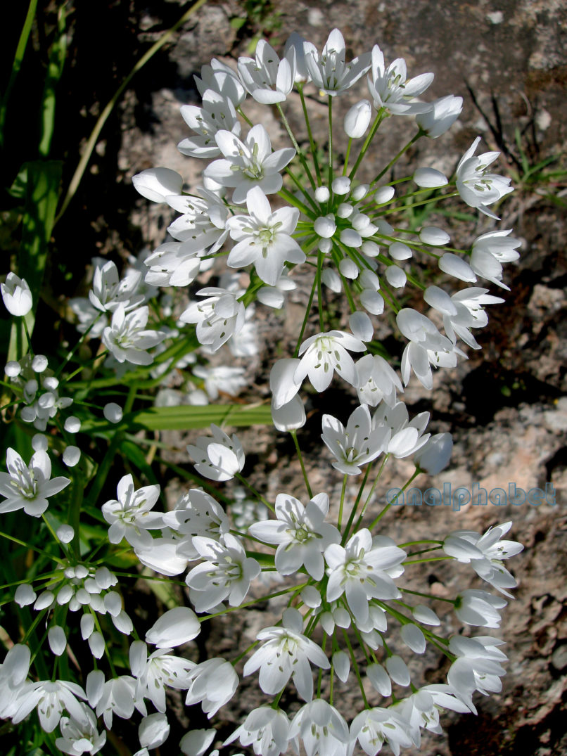 Allium neapolitanum (Cyr.), ATTIKA-ATHENS-3