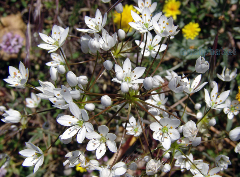 Allium neapolitanum (Cyr.), PARNITHA-1
