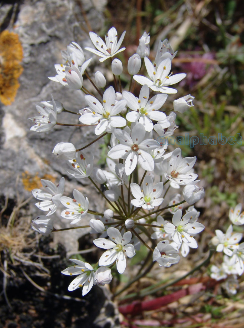 Allium neapolitanum (Cyr.), PARNITHA-2