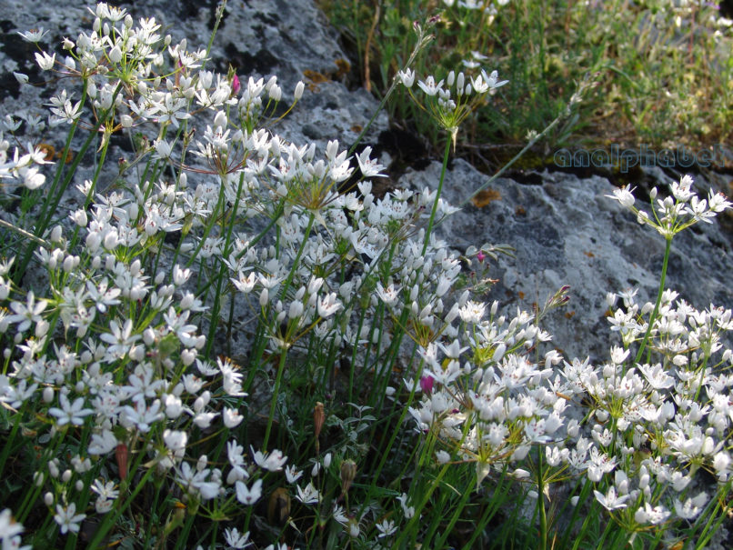 Allium neapolitanum (Cyr.), PARNITHA-3