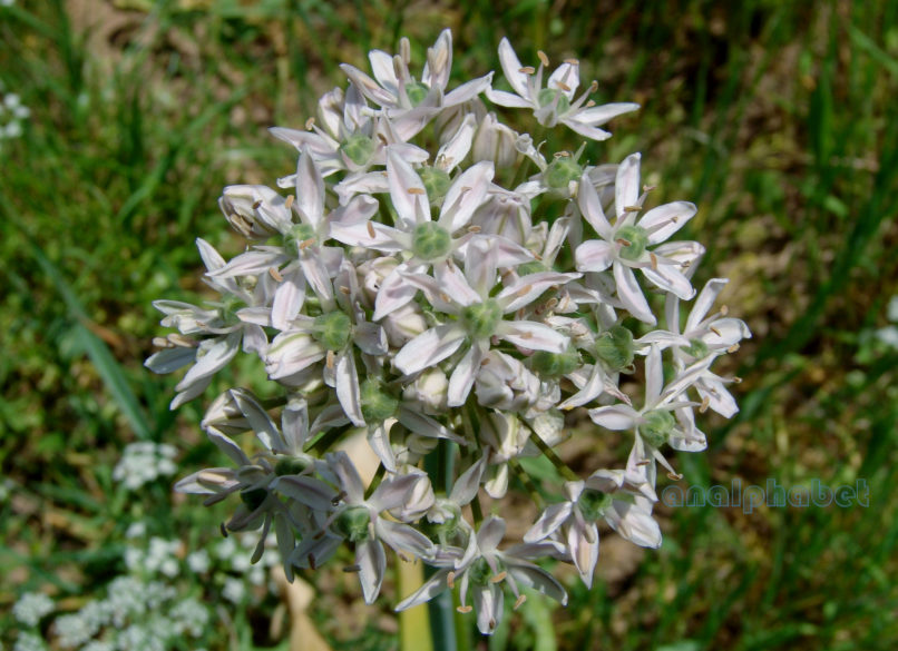 Allium nigrum (L.), ZAKYNTHOS-1