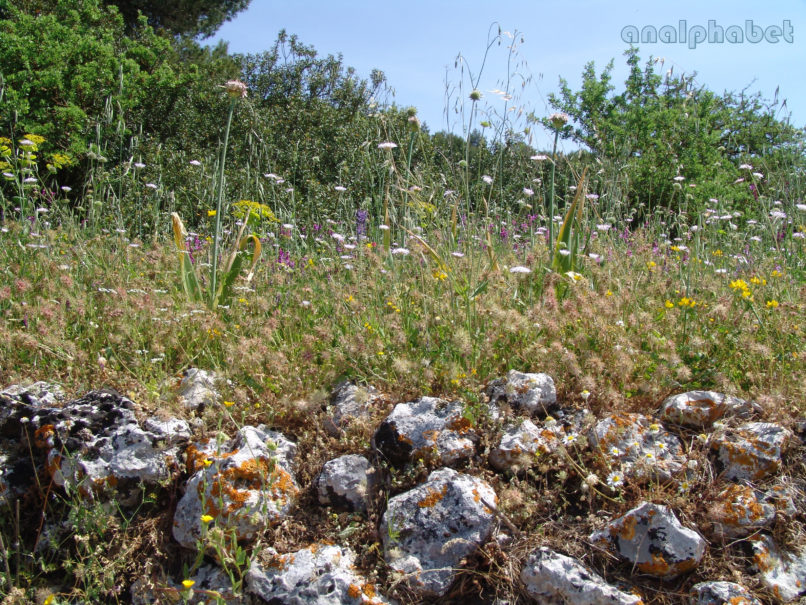 Allium nigrum (L.), ZAKYNTHOS-3