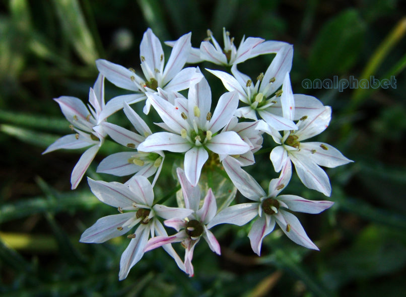 Allium subhirsutum (L.), PARNITHA-1