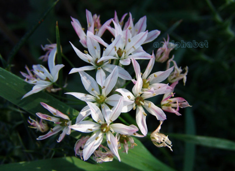 Allium subhirsutum (L.), PARNITHA-2