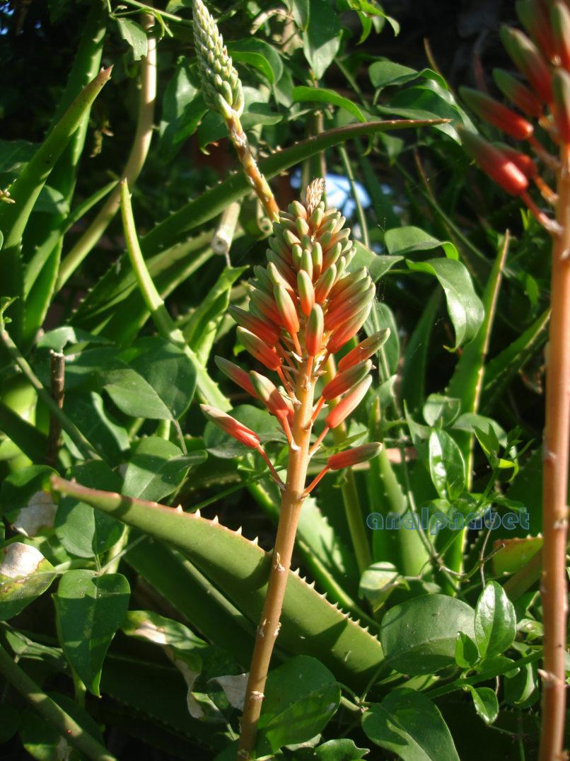 Aloe vera (L.), ZAKYNTHOS-SARAKINADO-1